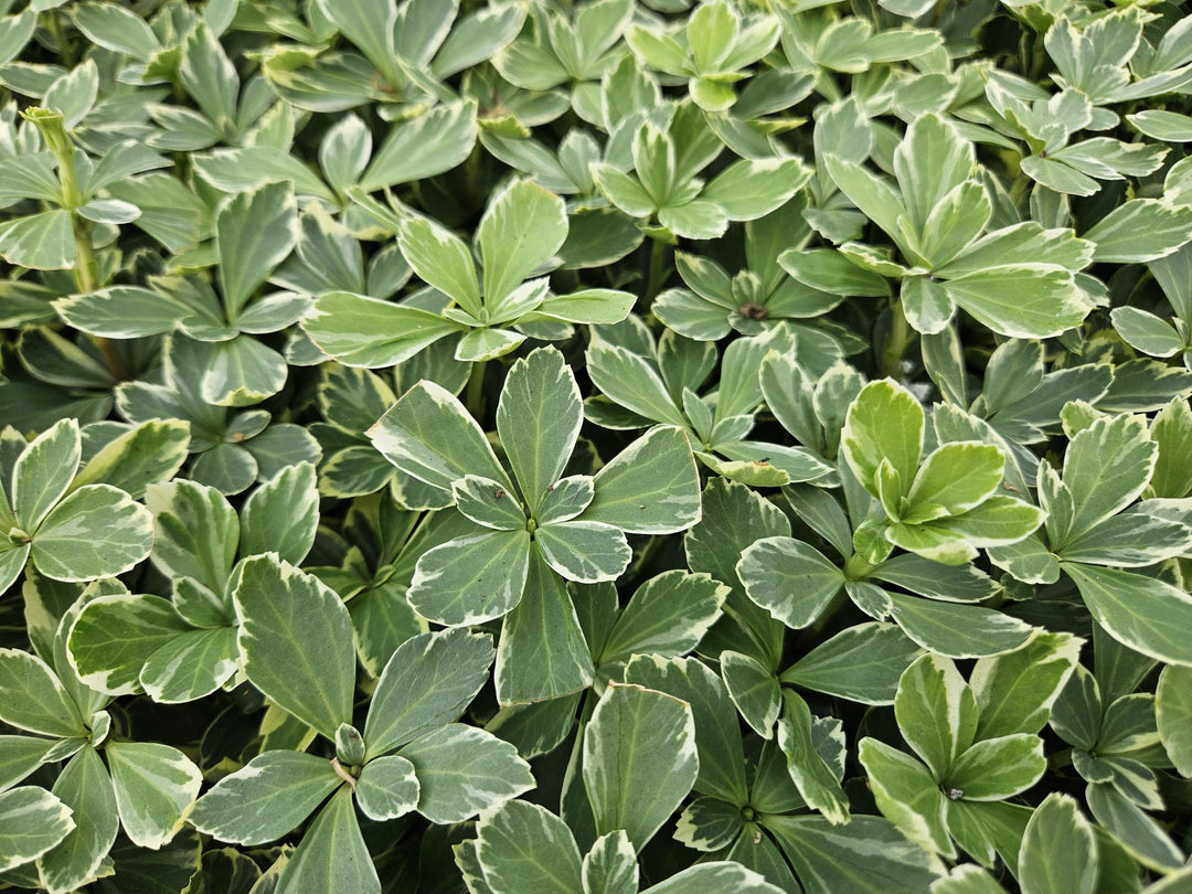6x Pachysandra term. 'Variegata' - ↕10-25cm - Ø9cm full-plant overview, healthy foliage and strong roots