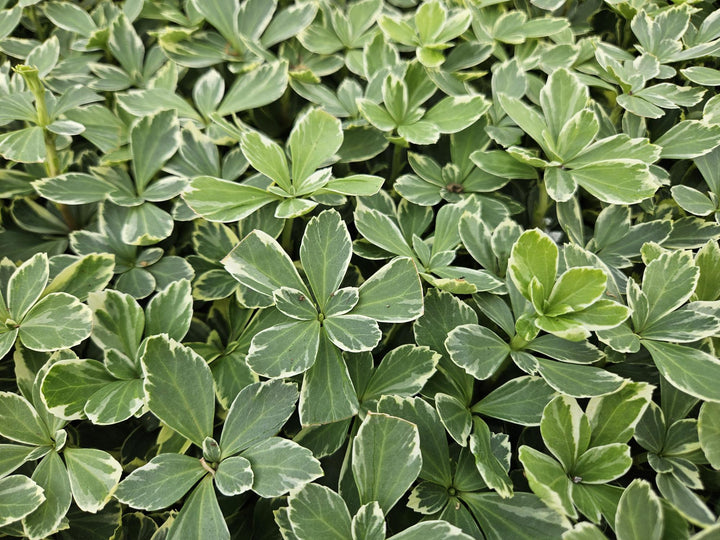 6x Pachysandra term. 'Variegata' - ↕10-25cm - Ø9cm full-plant overview, healthy foliage and strong roots