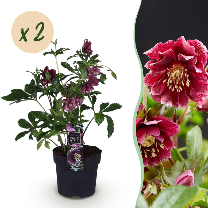 2x Helleborus orientalis 'Double Ellen Red' Lenten Rose in 14cm pots