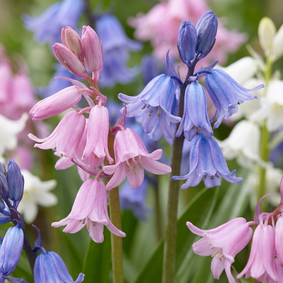 Hyacinthoides hispanica in flower, upright stems hung with open bell flowers, 80-bulb pack for Irish gardens