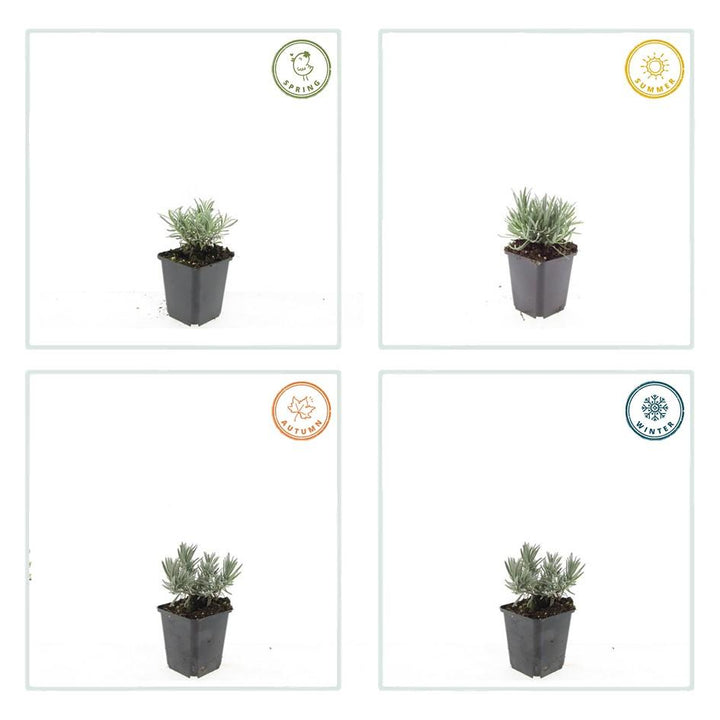 40x Lavandula Edelweiss White Lavender Plants - 9cm Pot