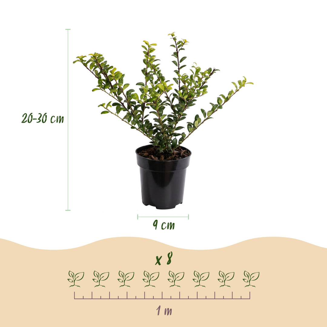 40 Ilex crenata 'Convexa' Japanese holly plants in 9cm pots, 20-30cm tall - view 4