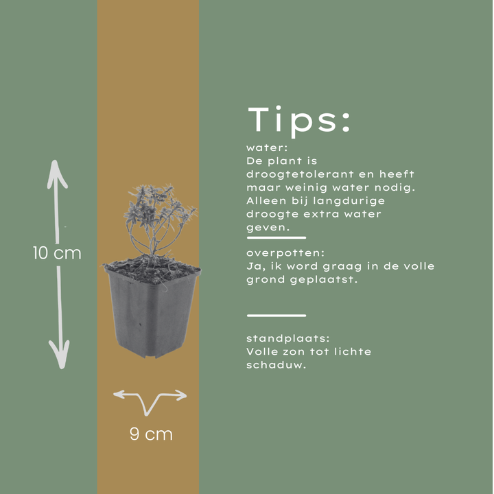 6x Iberis semp. 'Schneeflocke' - ↕10-25cm - Ø9cm packed for EU plant delivery from PlantGift.ie