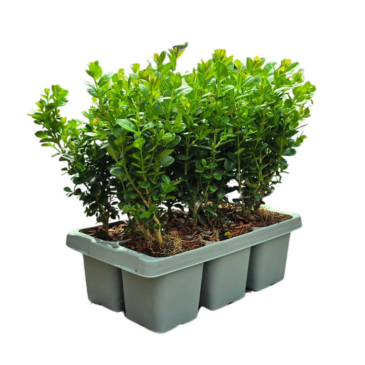 Buxus NewGen Freedom boxwood plants in 7cm pots - view 2
