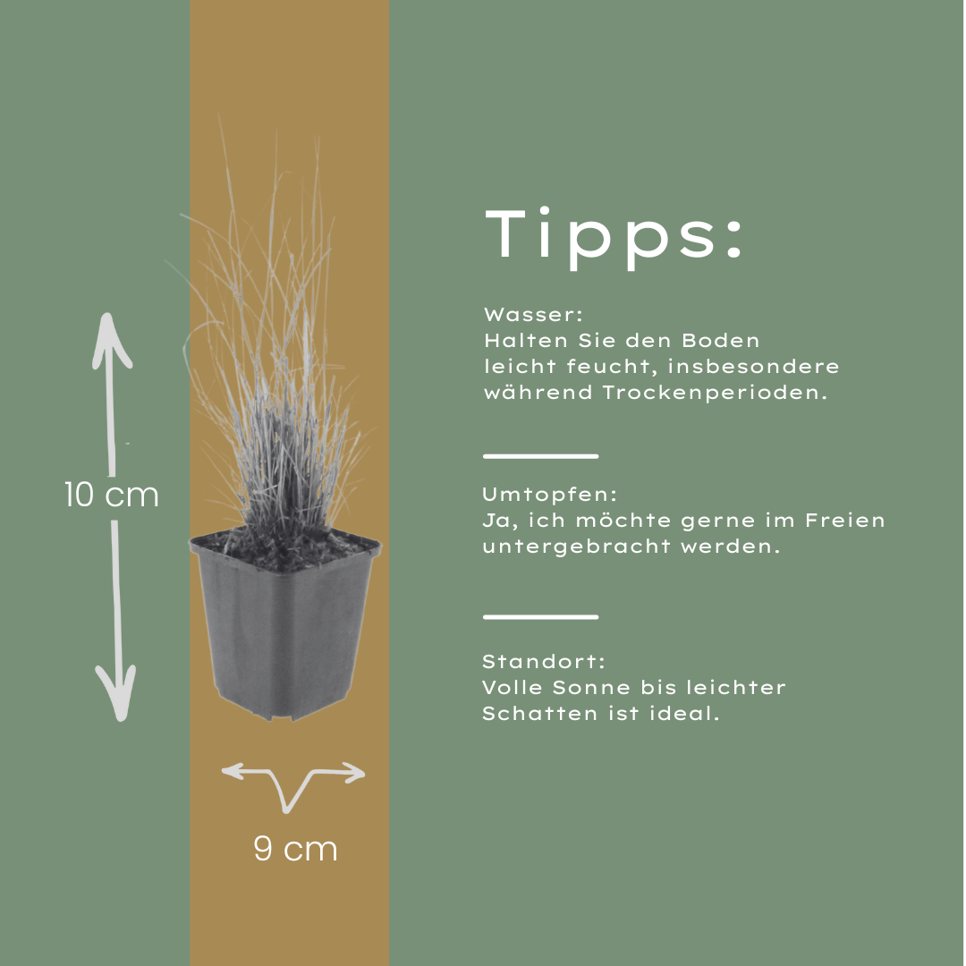 60x Calamagrostis brachytricha - ↕10-25cm - Ø9cm