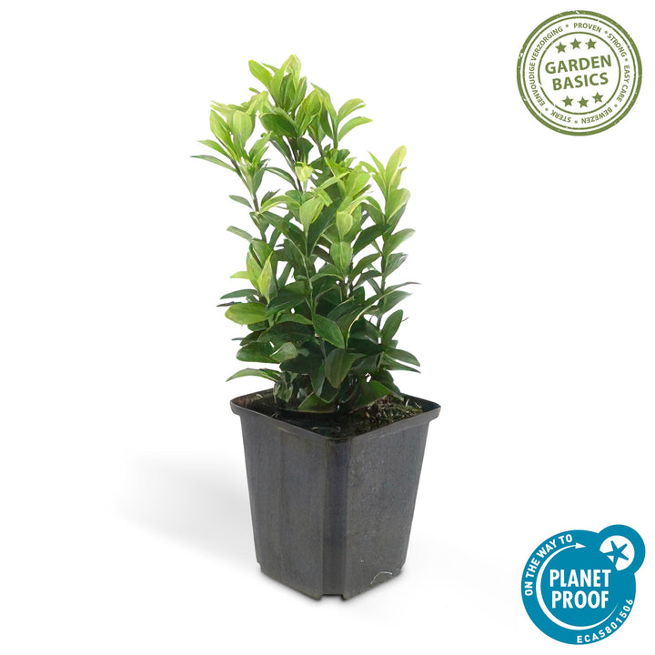 Glossy evergreen hedge foliage close-up of 6x Euonymus jap. Green Spire - ↕10-25cm - Ø9cm