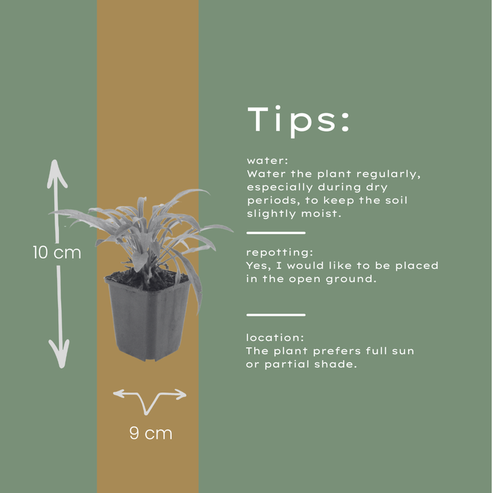 60x Campanula pers. 'Coerulea' - ↕10-25cm - Ø9cm