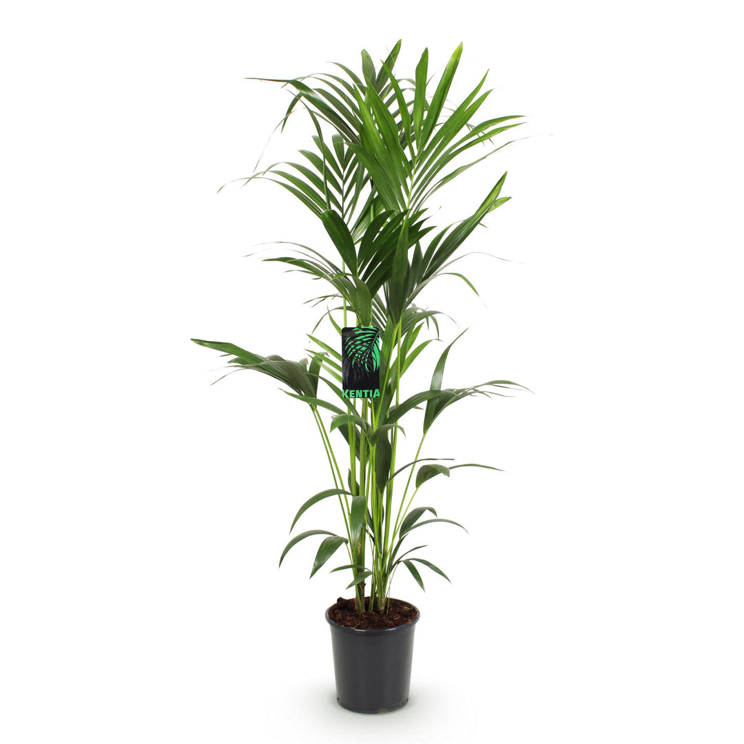 Kentia Palm (Howea forsteriana) - view 2