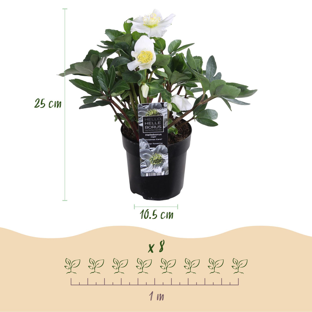4x Helleborus niger 'Christmas Carol' Christmas Rose in 10.5cm pots - view 3