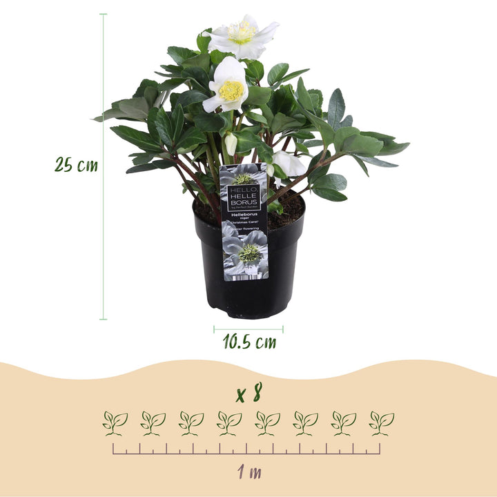 4x Helleborus niger 'Christmas Carol' Christmas Rose in 10.5cm pots - view 3