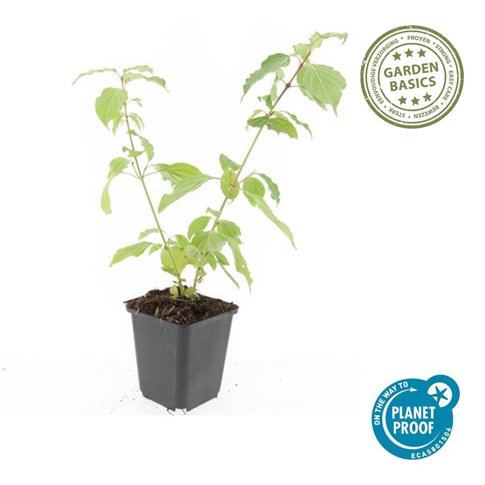 6x Cornus sang. 'Anny's Winter Orange' - ↕10-25cm - Ø9cm — healthy root ball and nursery pot ready to ship from Ireland