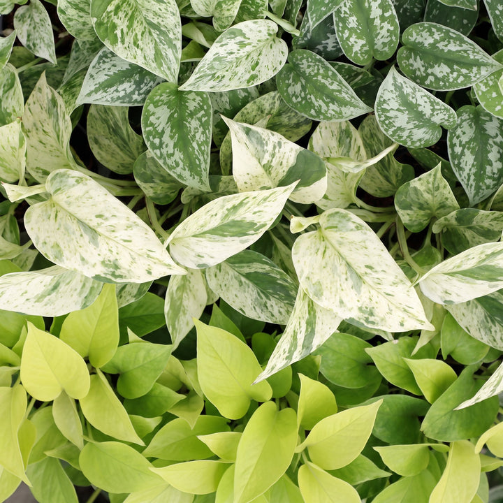 Epipremnum Tricolour trio houseplants, pack of 3 in basket, image 4