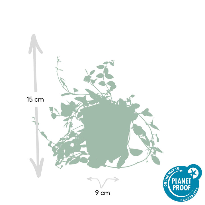 48x Vinca minor 'Atropurpurea' Purple Periwinkle - 9cm Pots