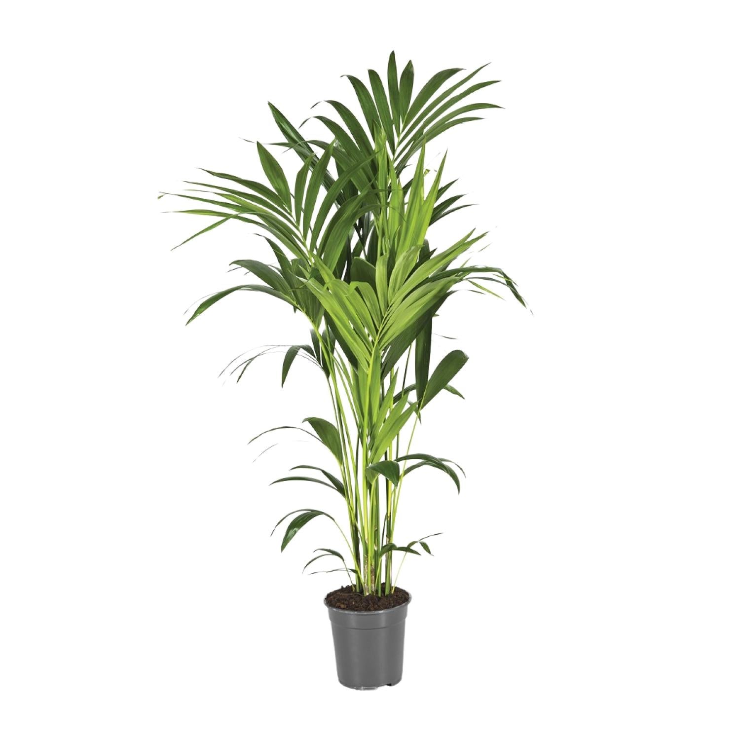 House Plants