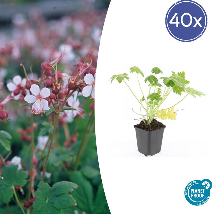 40x Bigroot Geranium 'Spessart' White Flowering Ground Cover 9cm