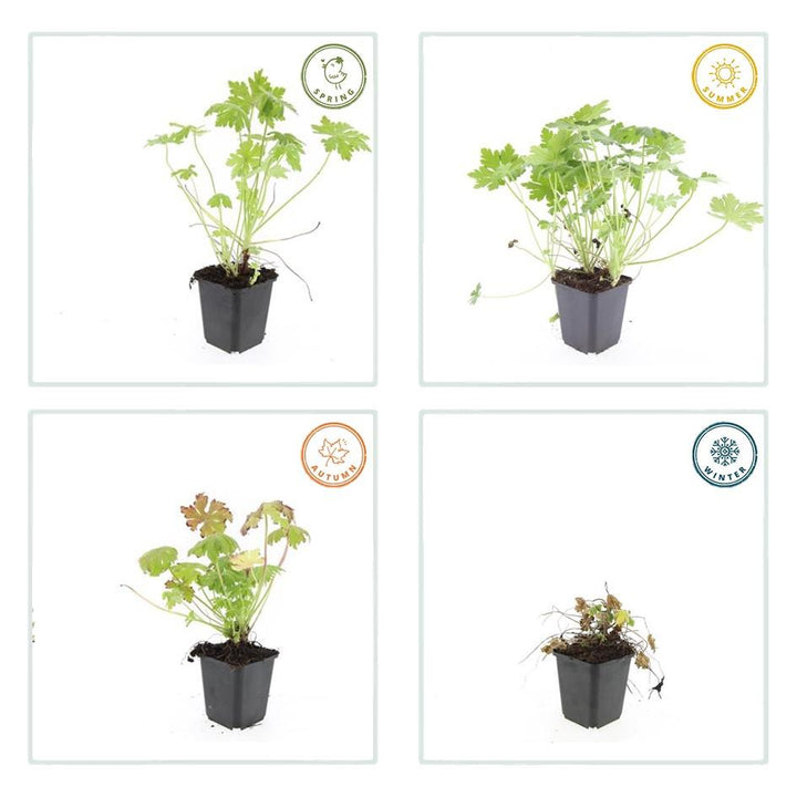 48x Bigroot Geranium (Geranium macrorrhizum) 10-25cm | 9cm Pots