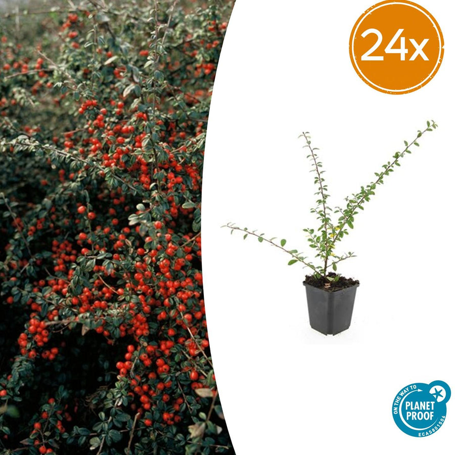 24 Coral Beauty Cotoneaster plants in 9cm pots, featuring green foliage and thriving ground cover.