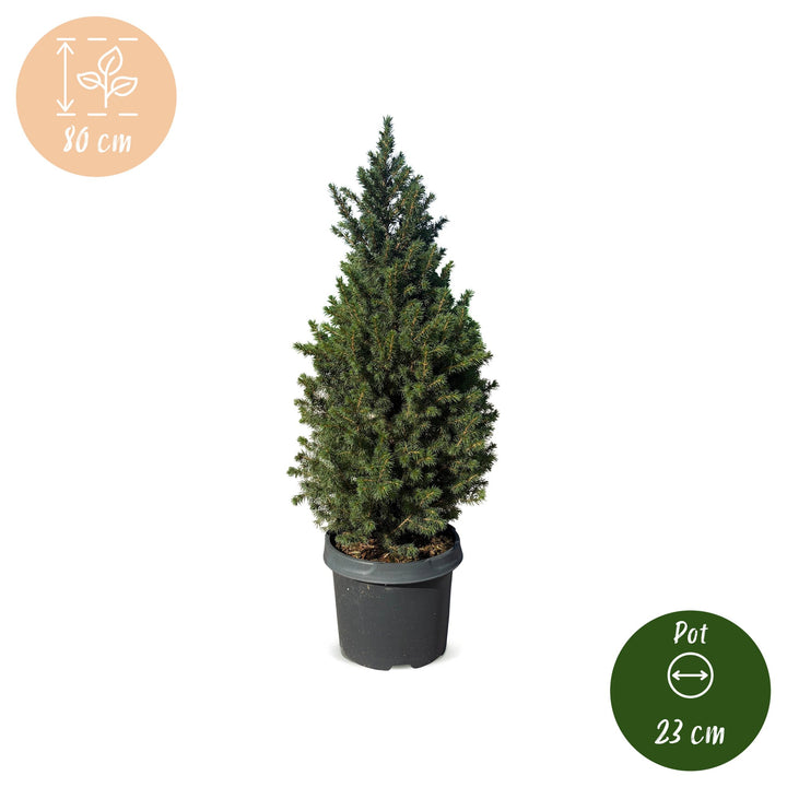 Pack of 2 potted dwarf spruce Christmas trees, 80cm in 23cm pots - view 5