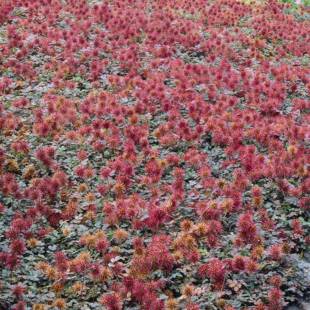 Dense mass of copper-red spiky Acaena microphylla 'Kupferteppich' flowers with fine foliage, showing colour variation…