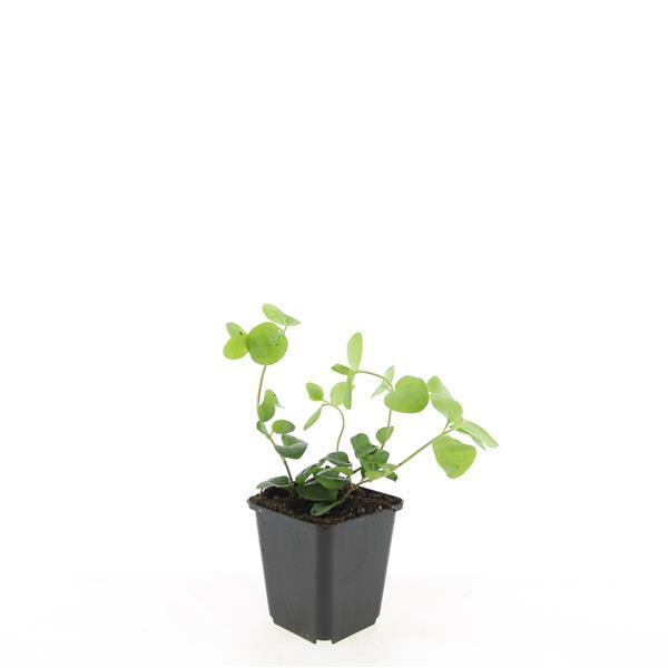 Green Vinca major plant in a 9cm black pot, 10-25cm tall, by Everspring.