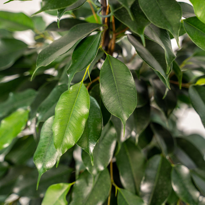 Ficus Benjamina 'Danielle' Weeping Fig - 21cm Pot - 95cm Tall - with Selin Basket