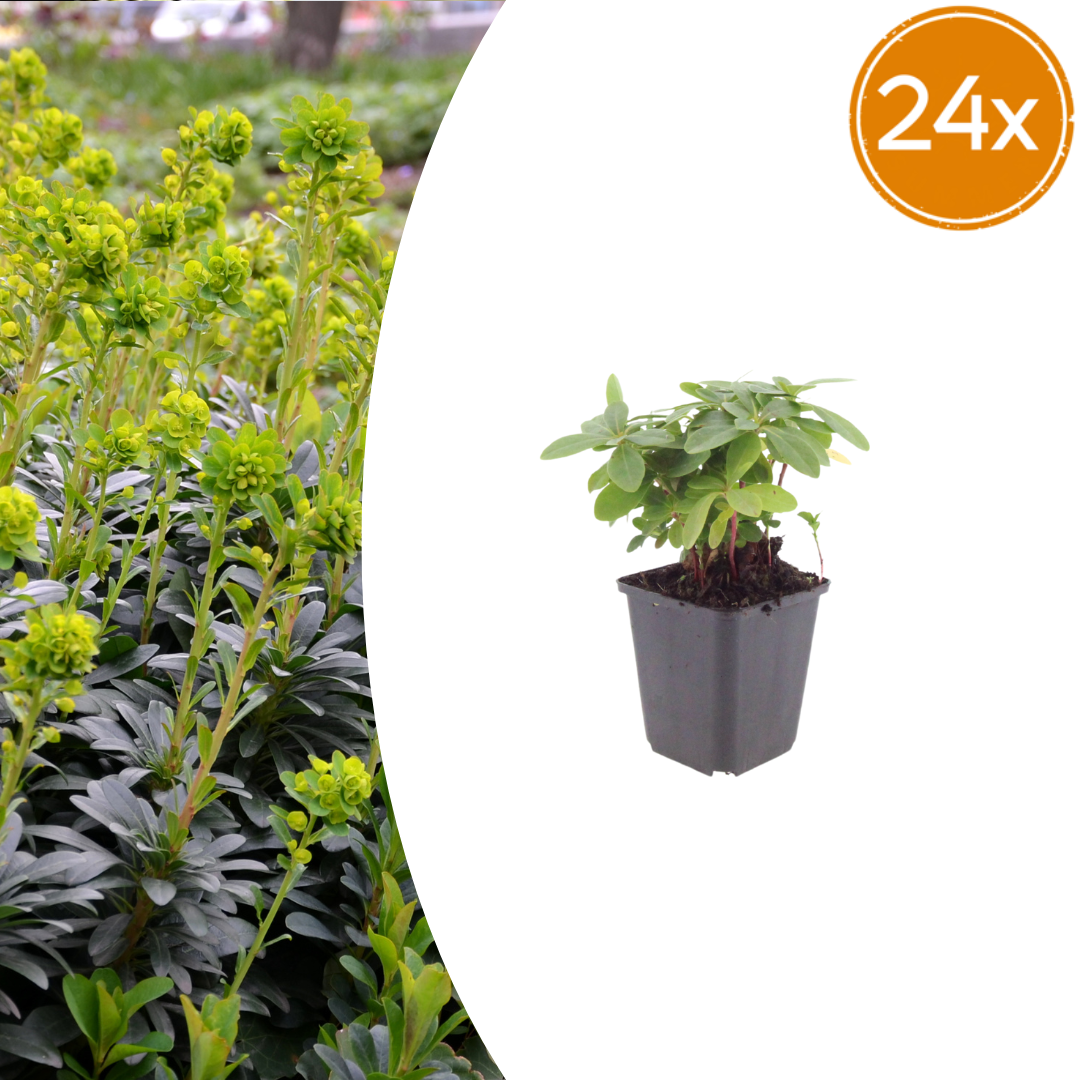 Young wood spurge with pale green divided leaves in black plastic pot, 24 pack size label visible