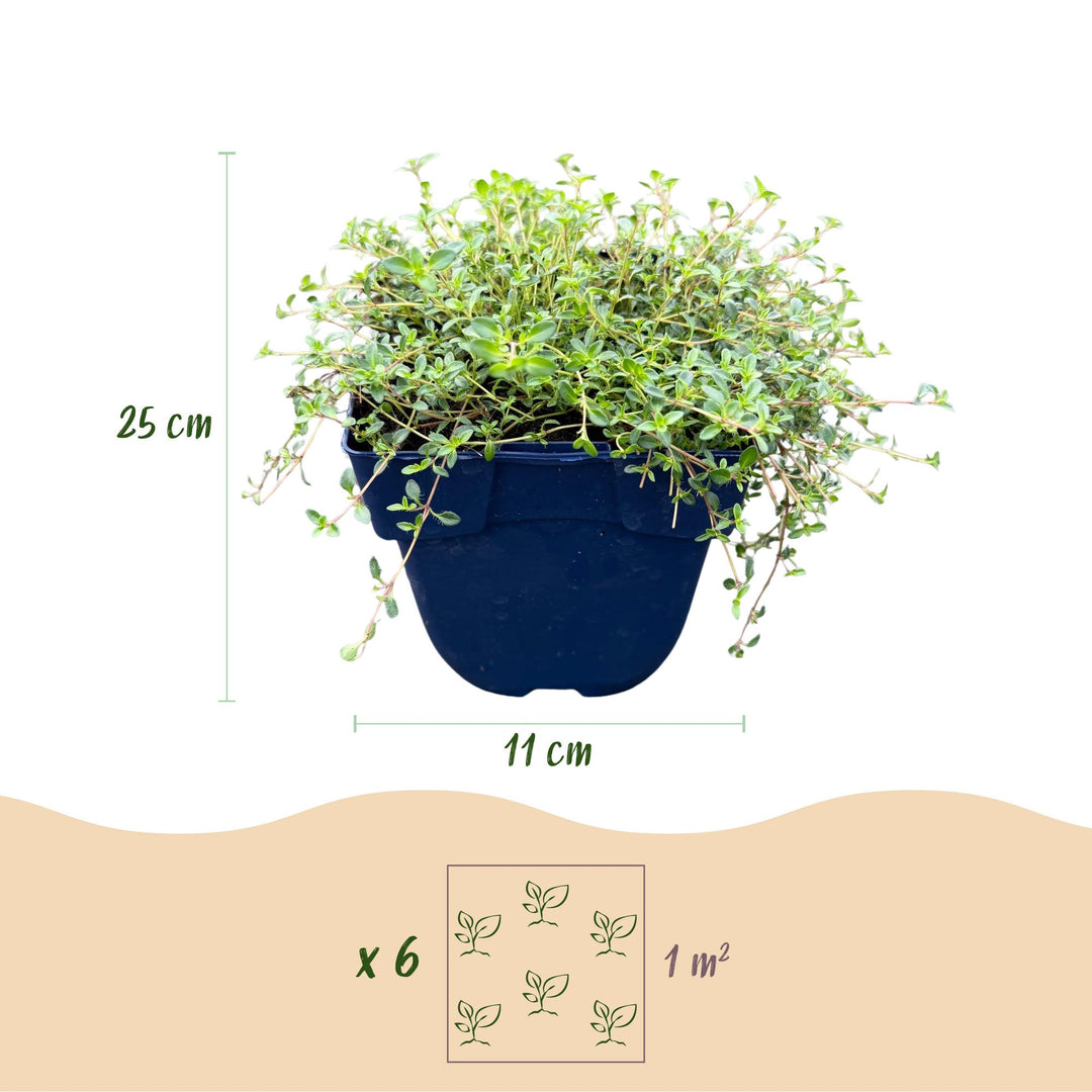 Thymus Tricolour thyme ground cover plants, pack of 24, image 3