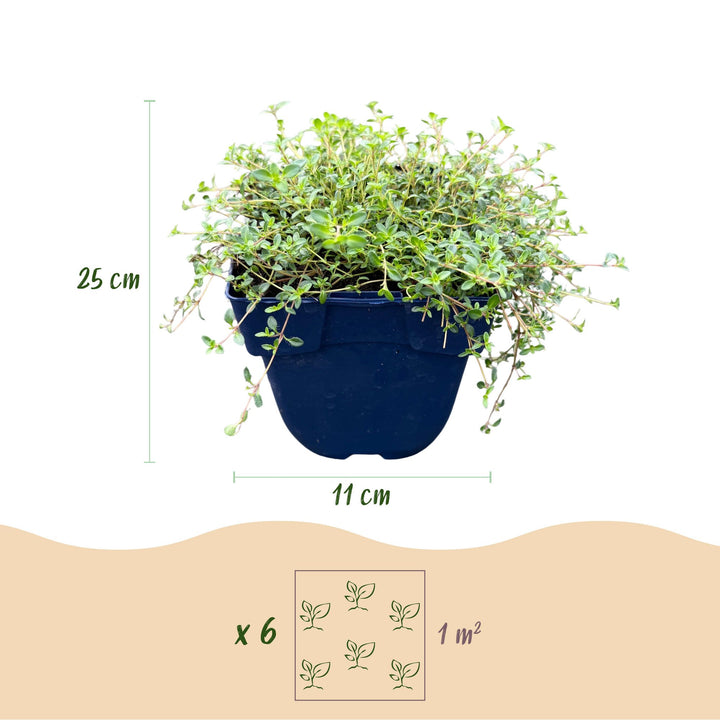 Thymus Tricolour thyme ground cover plants, pack of 24, image 3