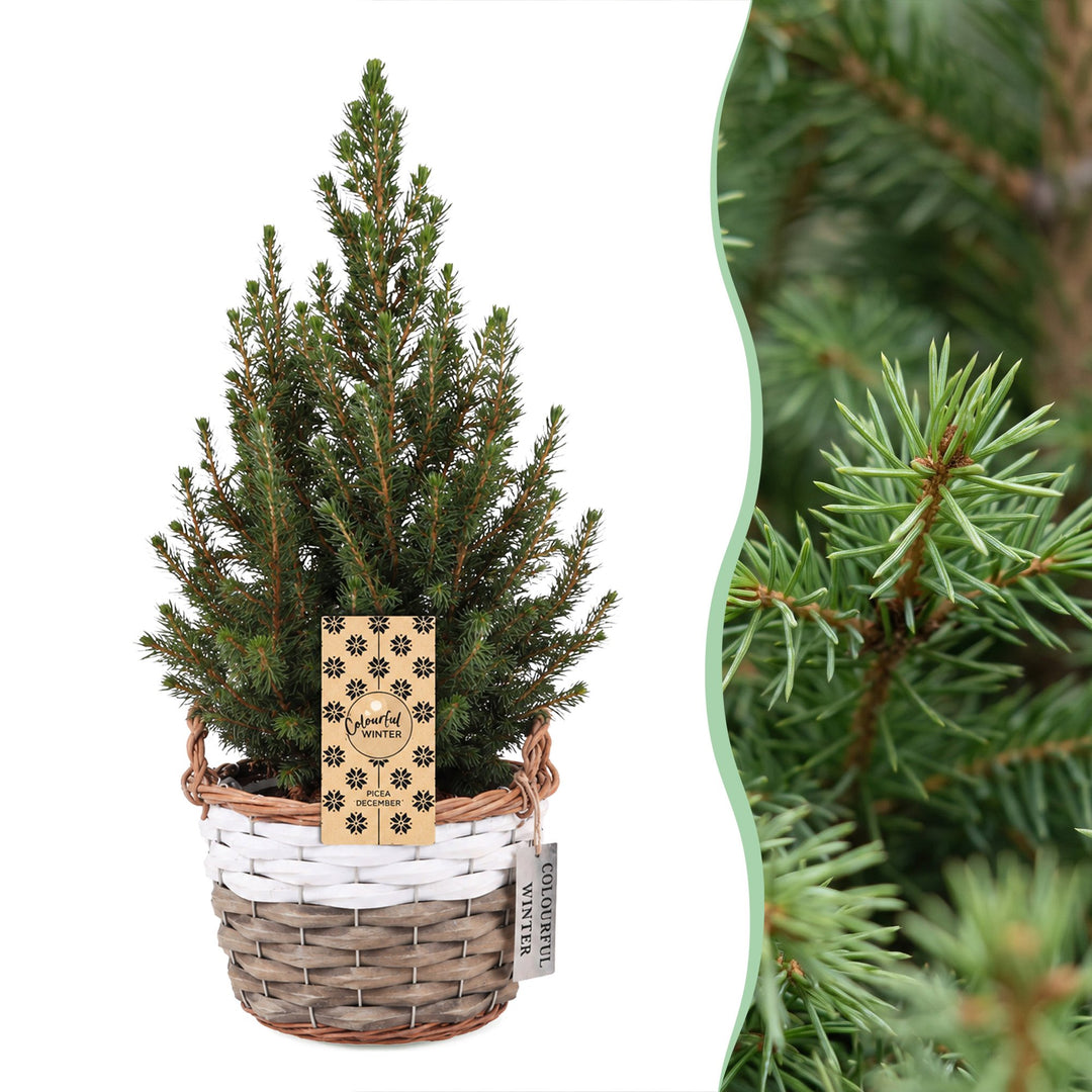 Pack of 4 potted dwarf spruce Christmas trees, 65cm in 17cm pots with a basket