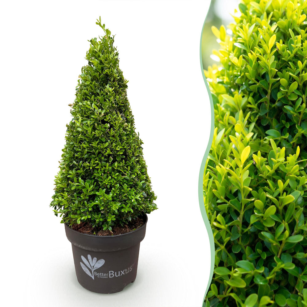 2 BetterBuxus Skylight box pyramids in 23cm pots - view 2