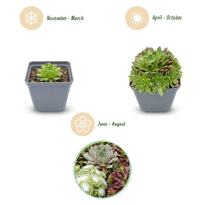 24x Sempervivum 'Big Sam' Houseleek - Hardy Alpine Perennials - 7cm Pot - 10-12cm