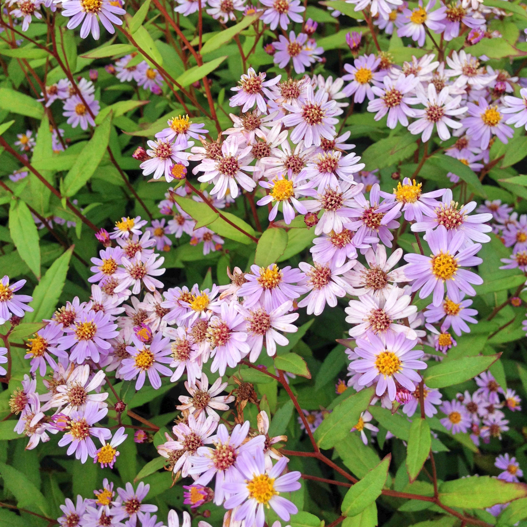 60x Kalimeris incisa 'Blue Star' - ↕10-25cm - Ø9cm