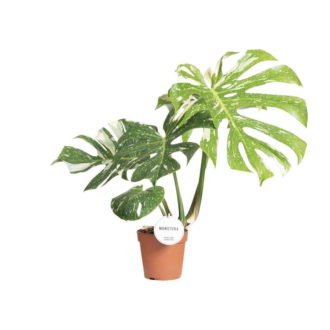 Monstera Thai Constellation Variegated - 15cm Pot - 40-50cm Tall