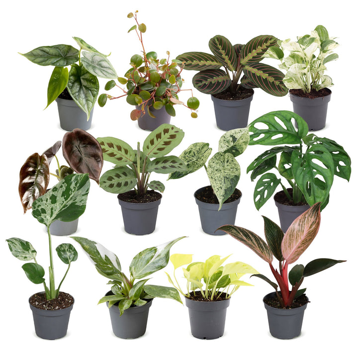 Baby Plants Surprise Box, 12 tropical plants in 6cm pots, image 2