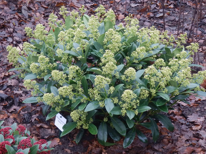 Skimmia japonica 'Finchy' in a 19cm pot, 60cm tall - view 5