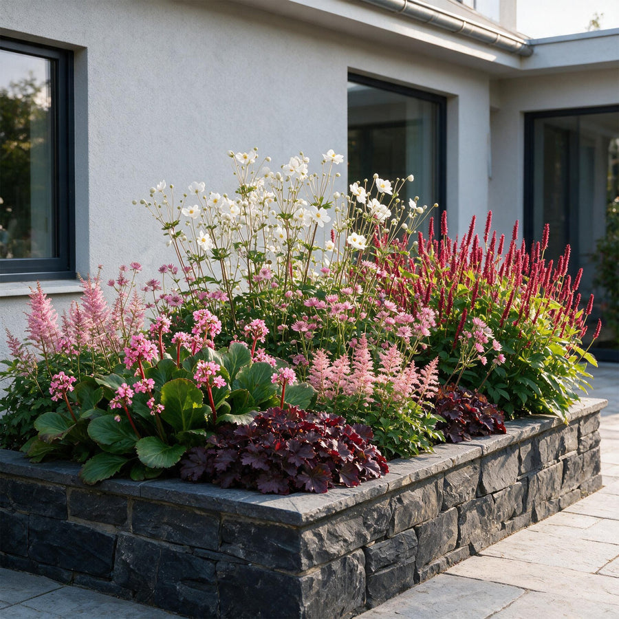 Shade-loving perennial mix with heuchera, astilbe plumes and bergenia leaves, 12-plant pack in 11cm pots