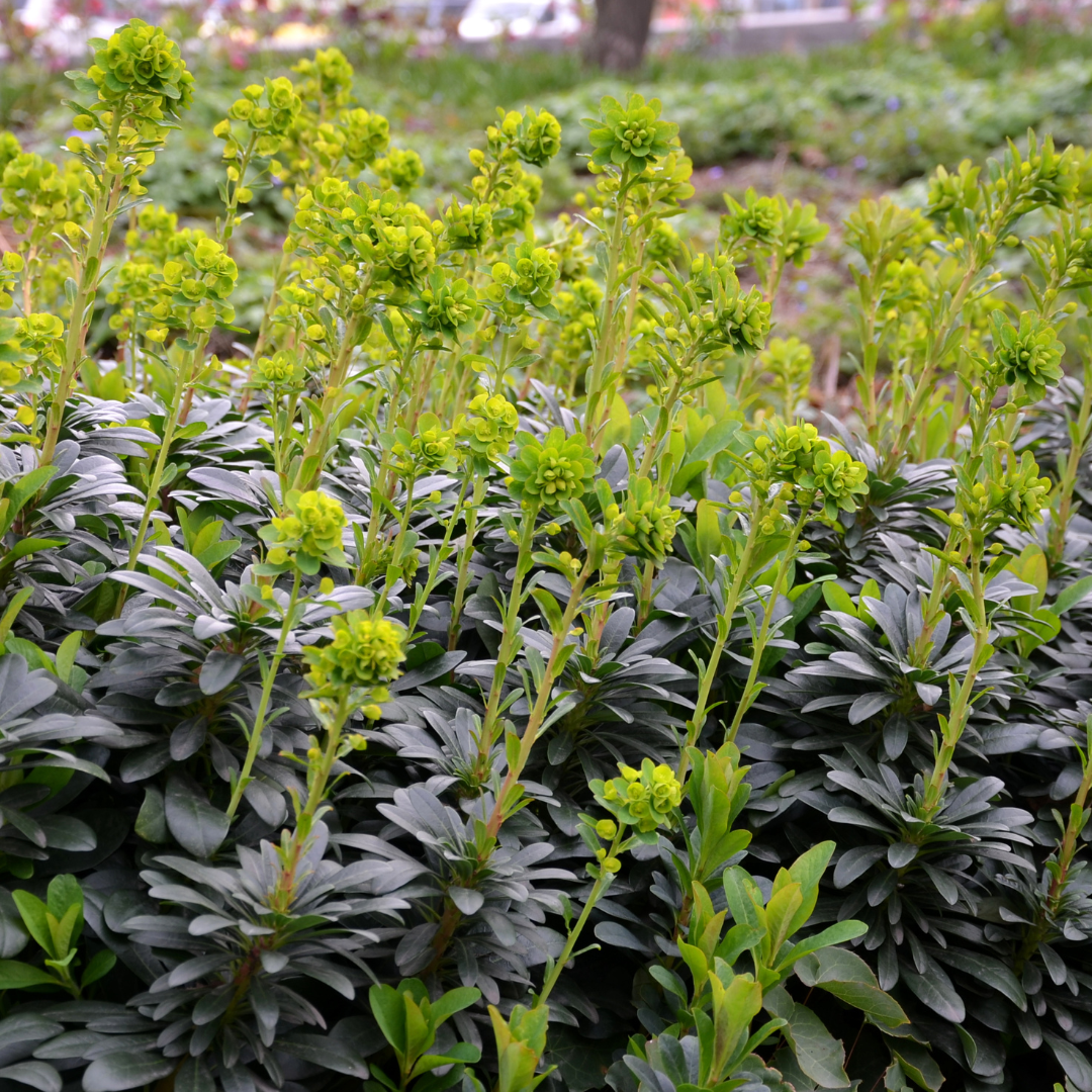 24x Euphorbia amygdal. robbiae - ↕10-25cm - Ø9cm — healthy root ball and nursery pot ready to ship from Ireland