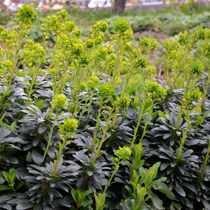 24x Euphorbia amygdal. robbiae - ↕10-25cm - Ø9cm — healthy root ball and nursery pot ready to ship from Ireland