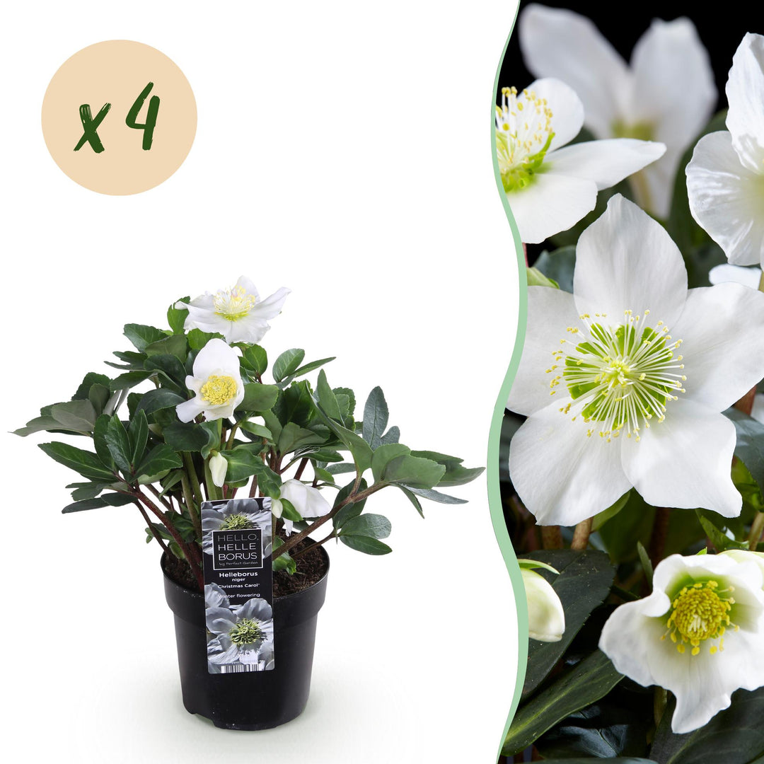 4x Helleborus niger 'Christmas Carol' Christmas Rose in 10.5cm pots