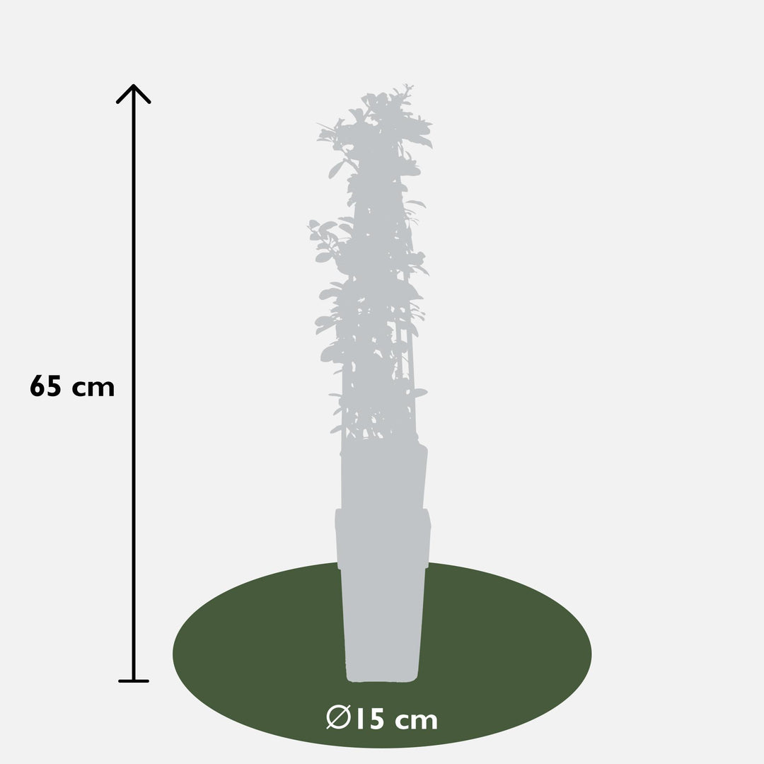 4x - Pyracantha 'Orange Glow' - ↨65cm - Ø15