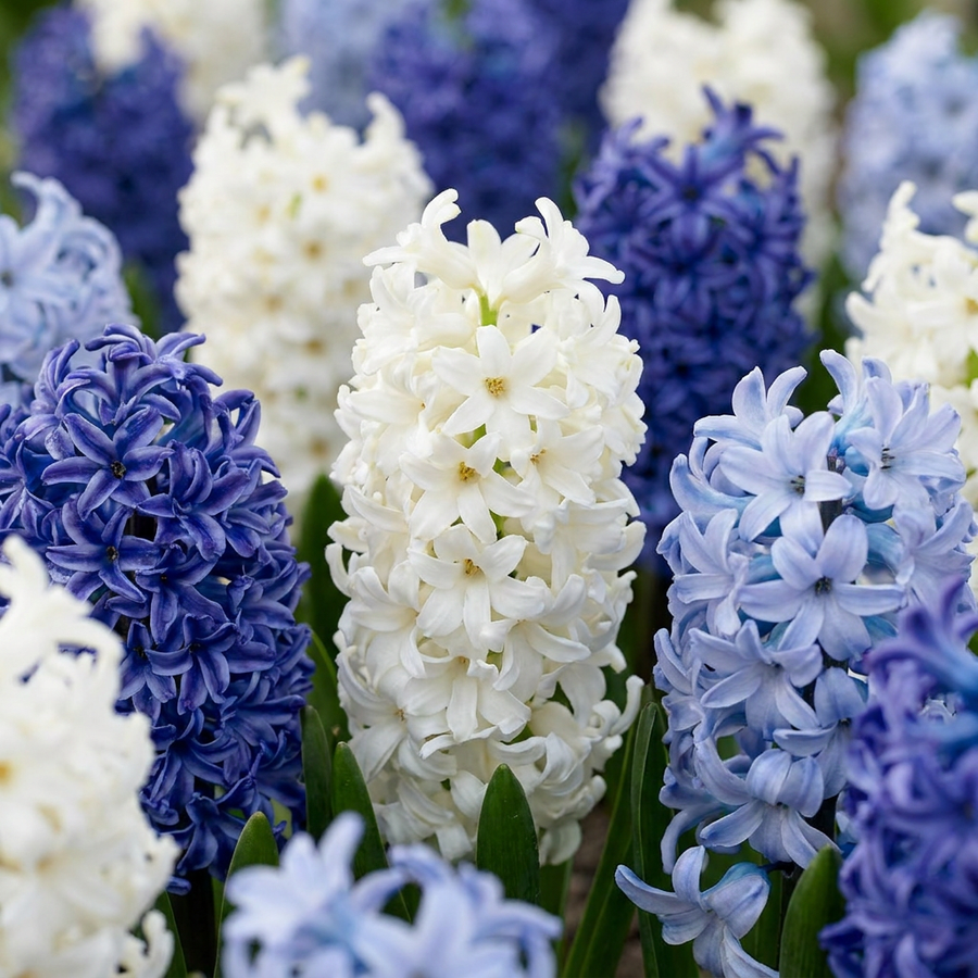 Hyacinthus Blue water Mix in flower, fragrant blue and pale blue flower spikes, 80-bulb pack for Irish gardens