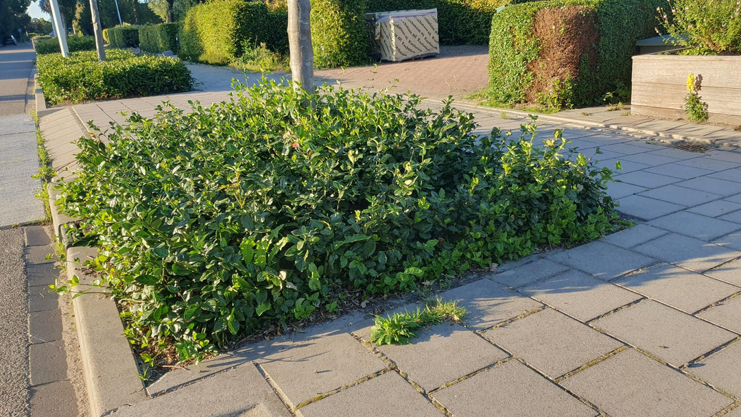 6x Euonymus fort. 'Coloratus' - ↕10-25cm - Ø9cm alternative angle showing habit and leaf structure