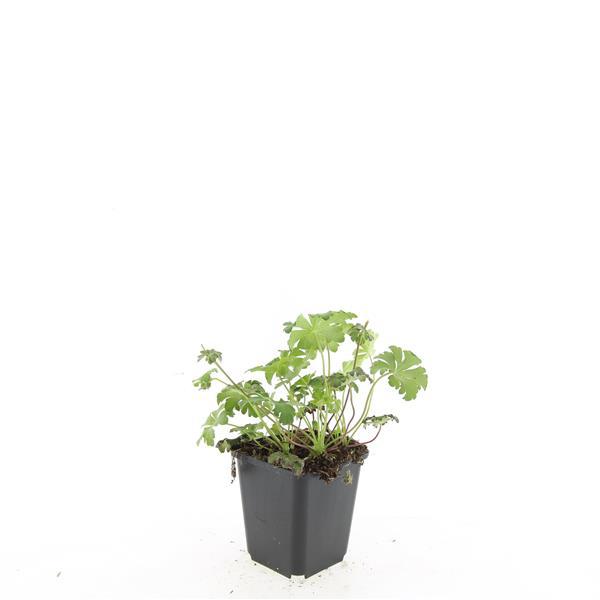 Blue-violet garden flowers and soft foliage close-up of 24x Geranium cant. 'Cambridge' - ↕10-25cm - Ø9cm