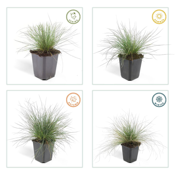 48x Festuca glauca 'Elijah Bleu' - ↕10-25cm - Ø9cm