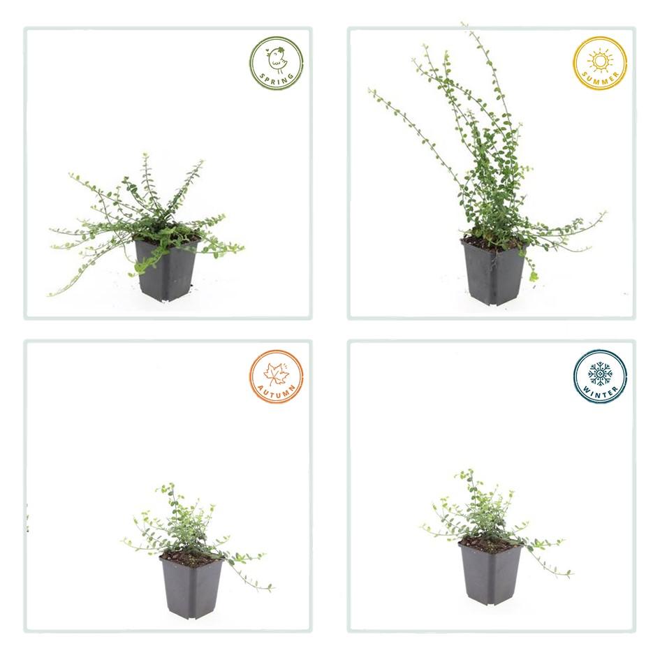 40x Euonymus fortunei 'Minimus' Dense Green Ground Cover 9cm