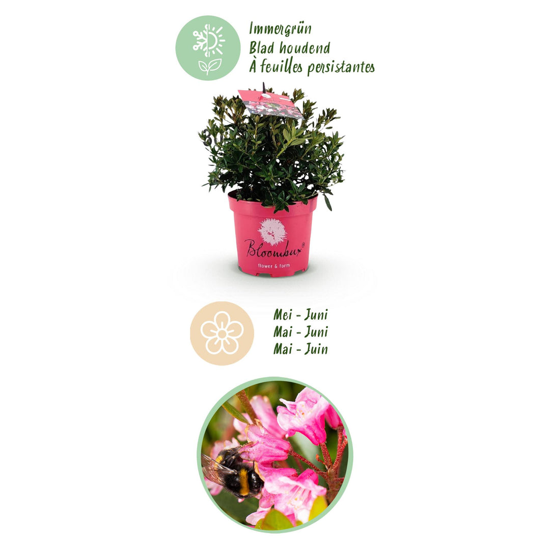 4 Rhododendron Bloombux Magenta plants in 17cm pots, 30-40cm tall - view 4