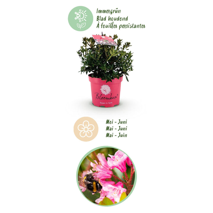 4 Rhododendron Bloombux Magenta plants in 17cm pots, 30-40cm tall - view 4
