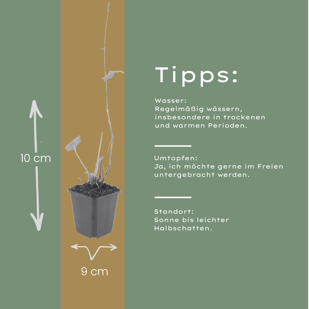 48x Persicaria aff. 'Superba' - ↕10-25cm - Ø9cm
