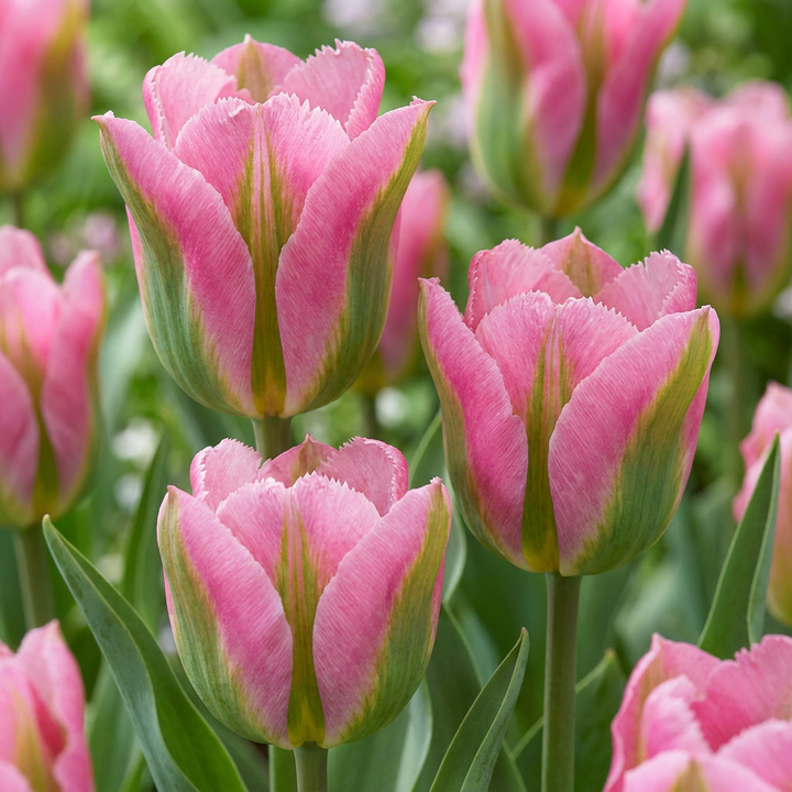 Tulipa Striped Crown in flower, goblet-shaped blooms on straight upright stems, 96-bulb pack for Irish gardens