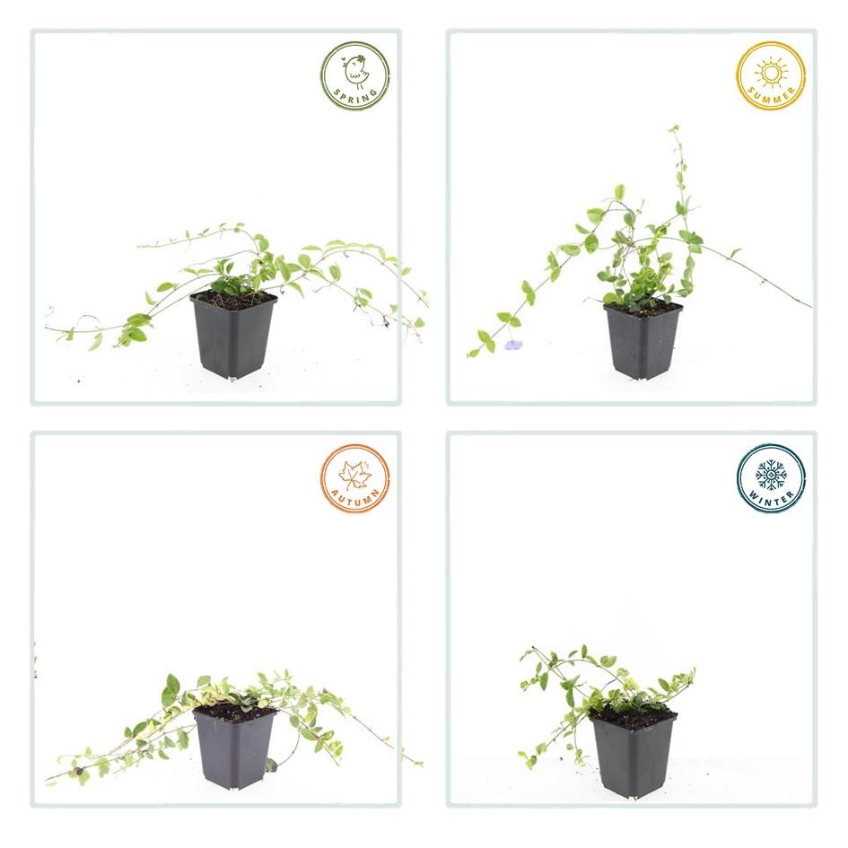 6x Vinca minor 'Blue and Gold' - ↕10-25cm - Ø9cm